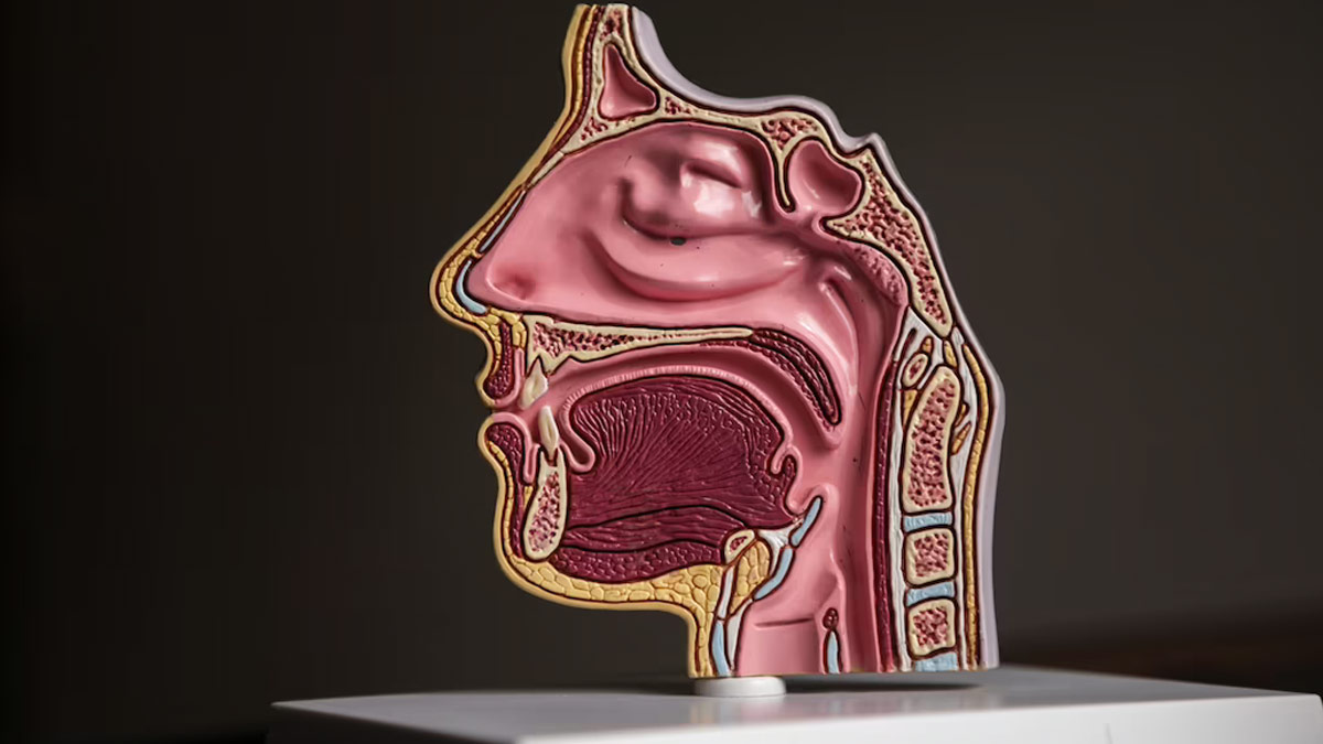 Dry Mouth: 9 Reason Why Your Salivary Glands Are Not Active 