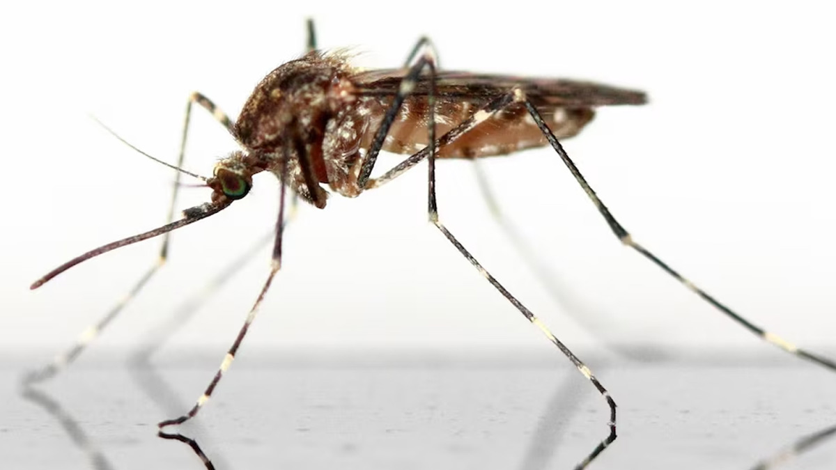 Japanese Encephalitis Case Rises In Assam: Read To Know About The Condition