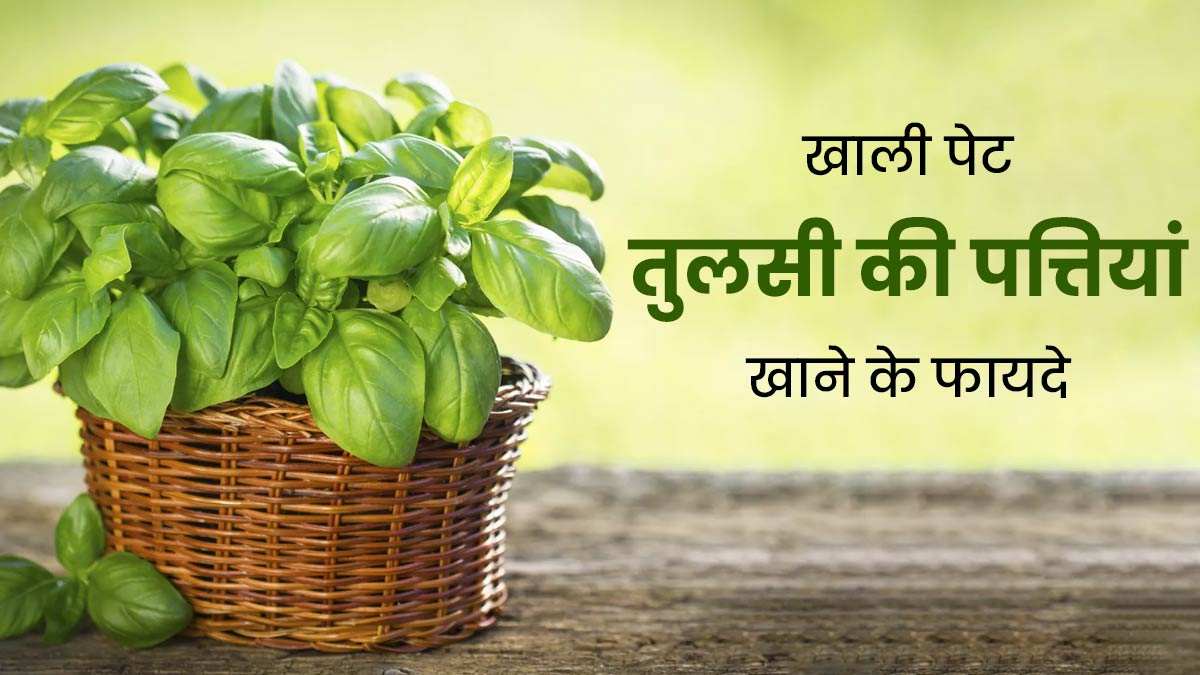 रोज खाली पेट चबाएं तुलसी की पत्तियां, सेहत को मिलेंगे ये 5 जबरदस्त फायदे