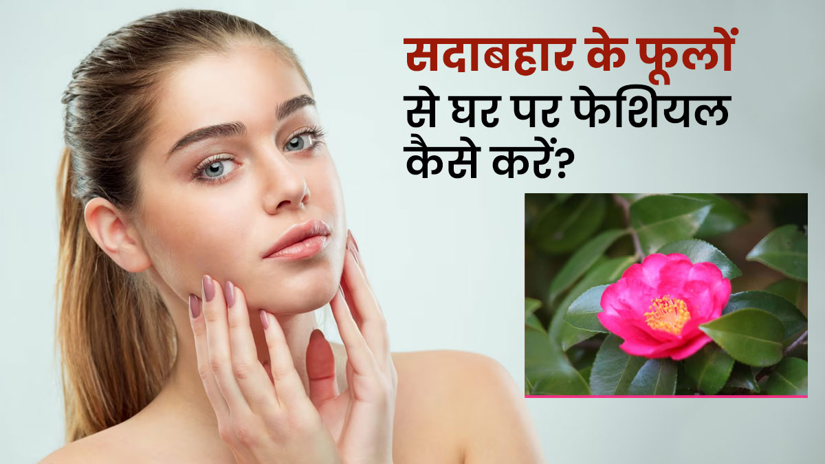 सदाबहार के फूलों से घर पर फेशियल कैसे करें? जानें 4 स्टेप्स, जिनसे आएगा पूरा निखार