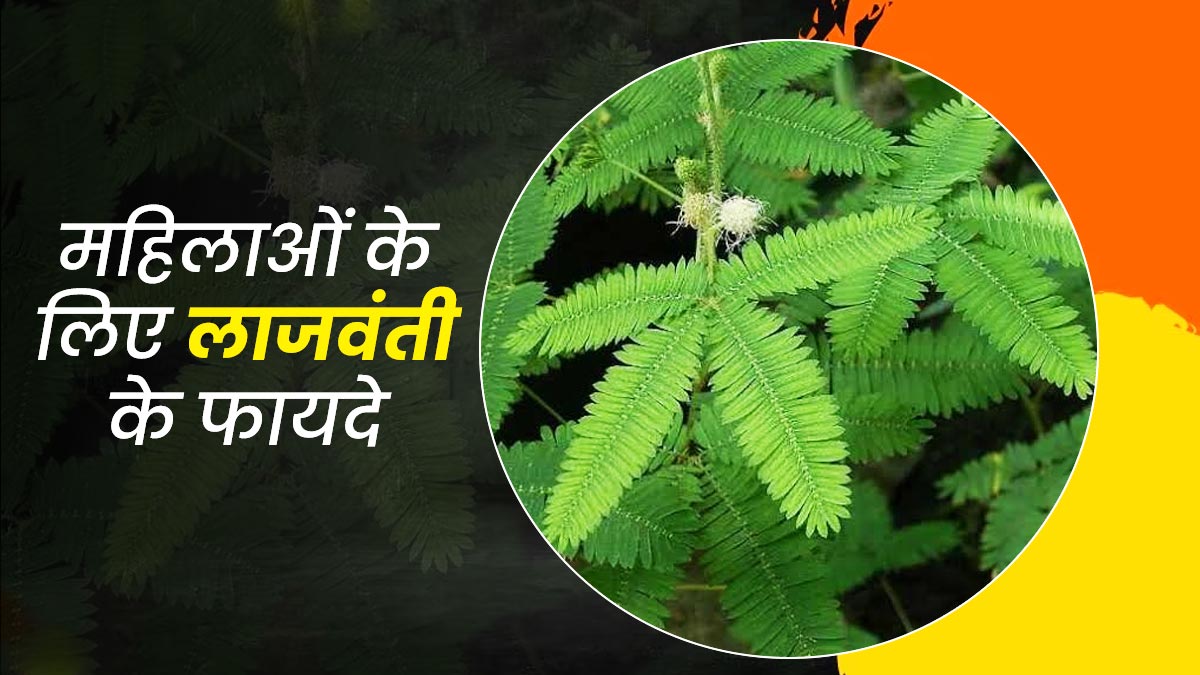 लाजवंती के इस्तेमाल से महिलाओं को मिलते हैं ये 5 फायदे, जानें इस्तेमाल का तरीका