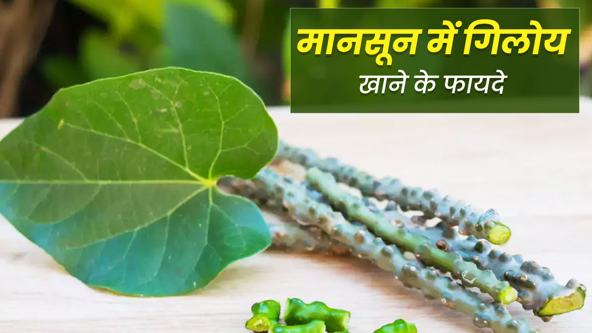 मानसून में गिलोय का सेवन करने मिलते हैं ये 5 फायदे, आप भी जरूर करें सेवन