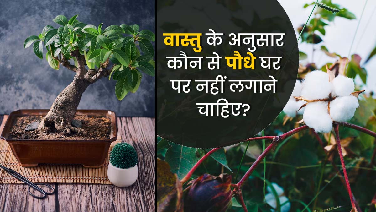 वास्तु के अनुसार घर पर नहीं लगाने चाहिए ये 5 पौधे, बढ़ सकती हैं परेशानियां   