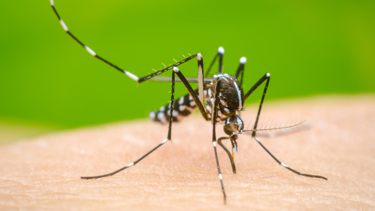 dengue mosquito