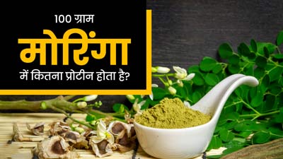 100 ग्राम मोरिंगा पाउडर में कितना प्रोटीन होता है? जानें रोज इसका सेवन करने के फायदे