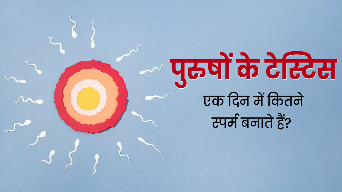 स्पर्म बनने में कितना टाइम लगता है? जानें पुरुषों का टेस्टिस एक दिन में कितने स्पर्म बनाता है