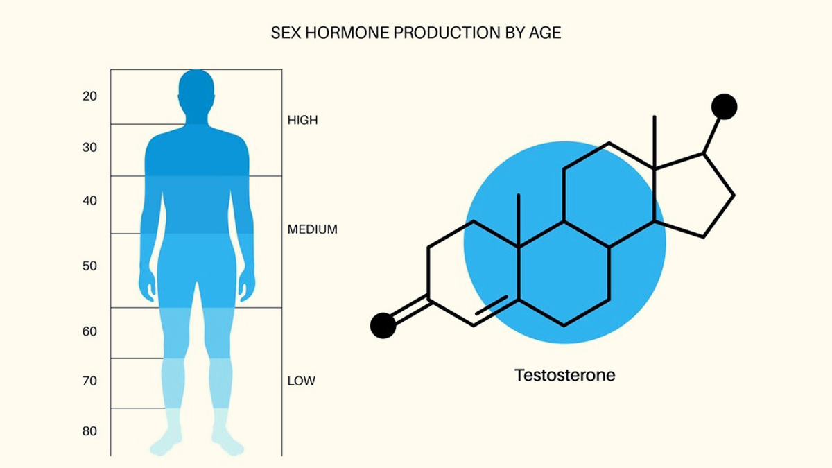 Role of Testosterone In Bone Health