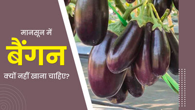 मानसून में बैंगन क्यों नहीं खाना चाहिए? जानें इस मौसम में बैंगन खाने के नुकसान