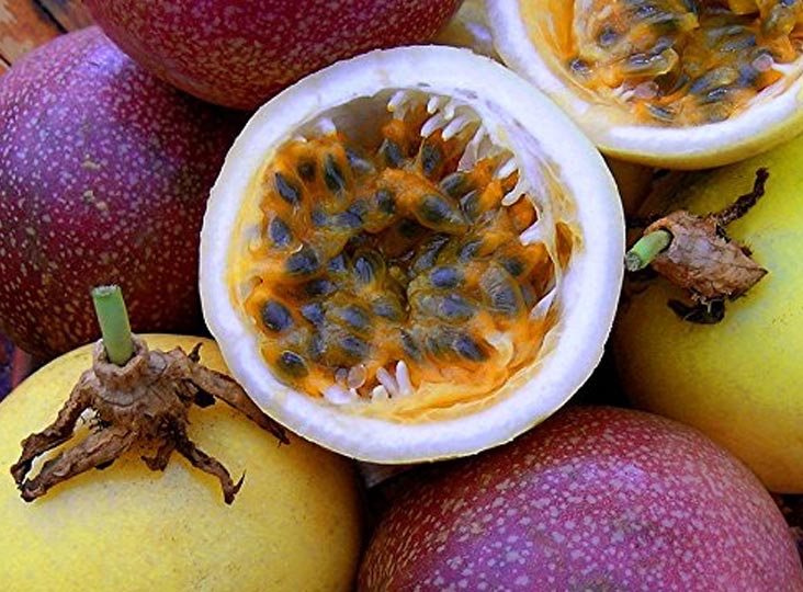 krishna fruits