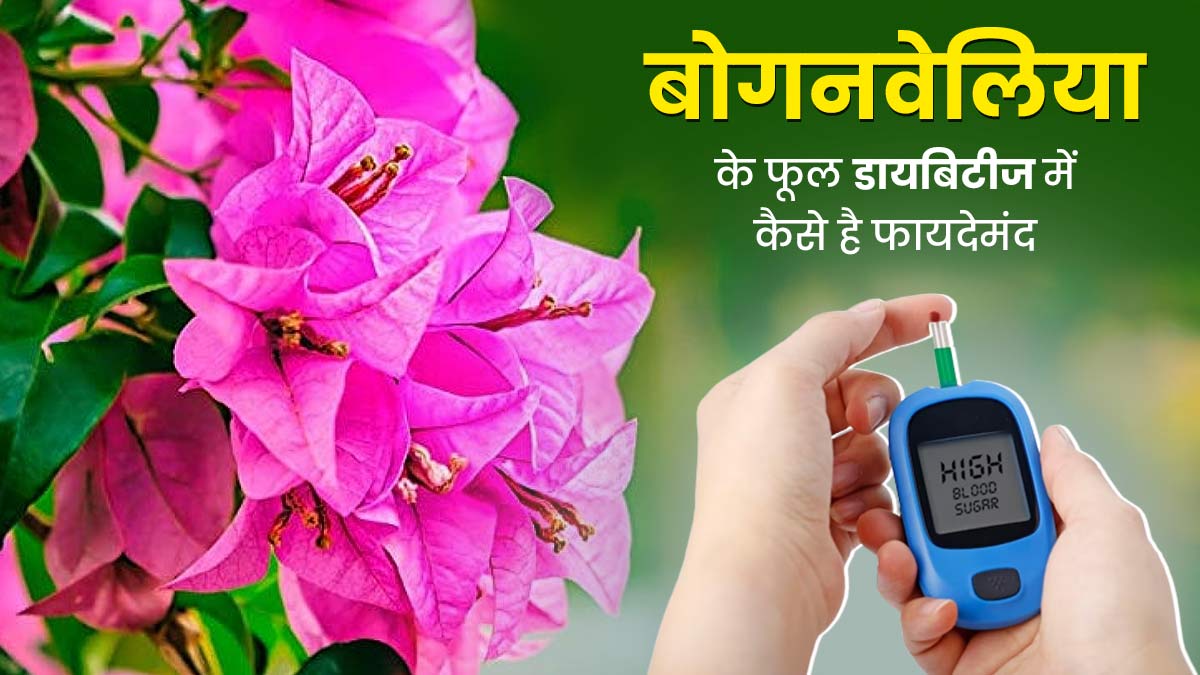 डायबिटीज में बेहद फायदेमंद होते हैं 'बोगनवेलिया के फूल', इस तरह करेंगे सेवन तो ब्लड शुगर रहेगा कंट्रोल 