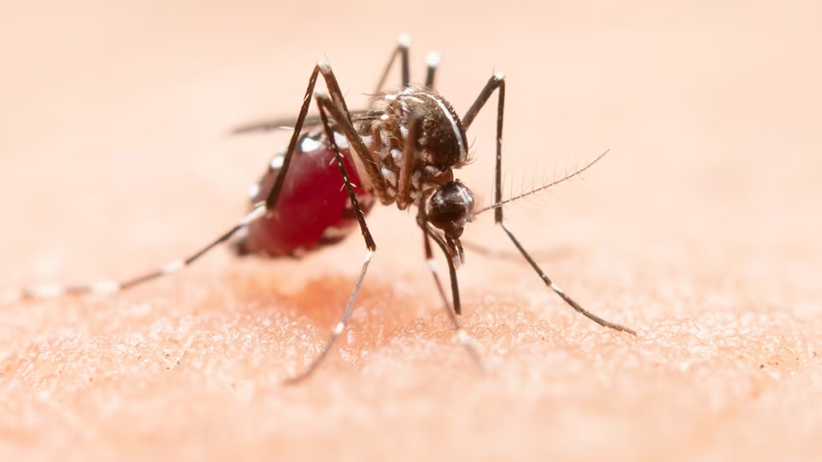 Major-Epidemic-Diseases-Malaria