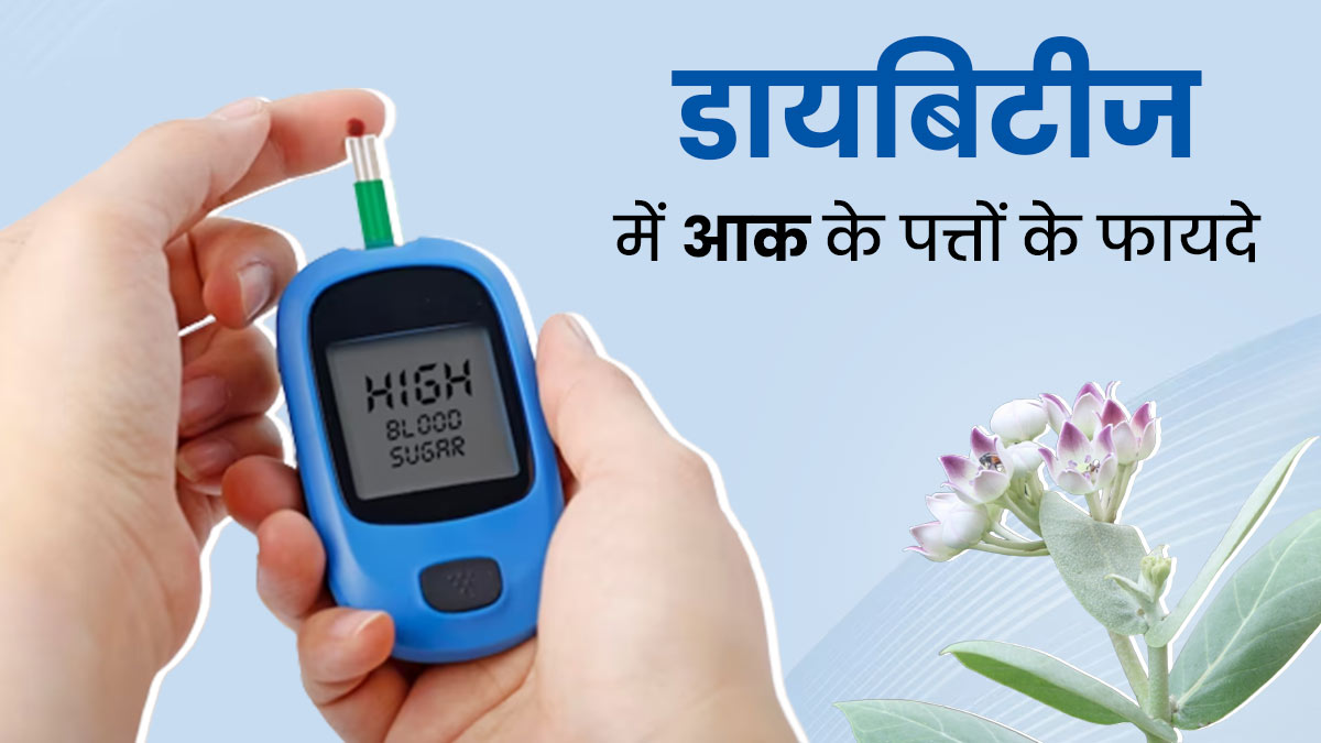 डायबिटीज में बेहद फायदेमंद होते हैं 'आक के पत्ते', इस तरह से करें उपयोग, जिससे ब्लड शुगर रहेगा कंट्रोल