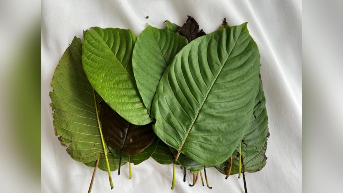 Buy Natural White Vein Kratom Powder Online