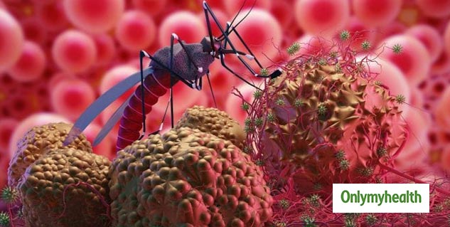 India Recorded Most Malaria Cases In 2022 WHO Report