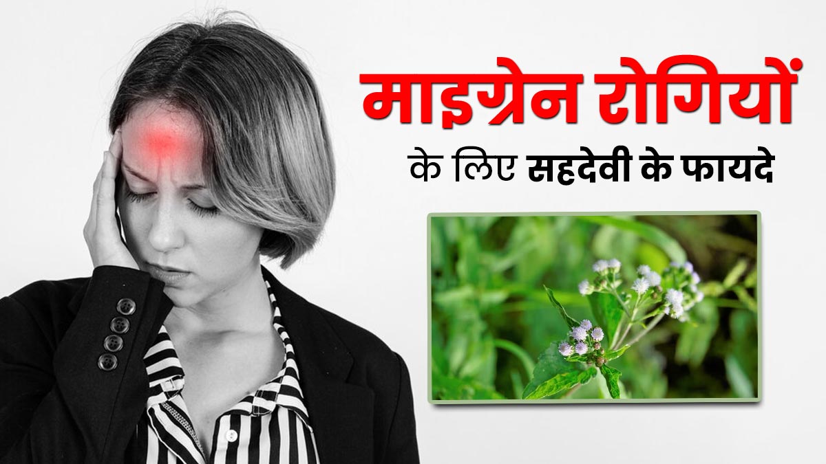 माइग्रेन रोगियों के लिए बहुत फायदेमंद है सहदेवी का पौधा, दर्द से राहत के लिए इस तरह करें प्रयोग