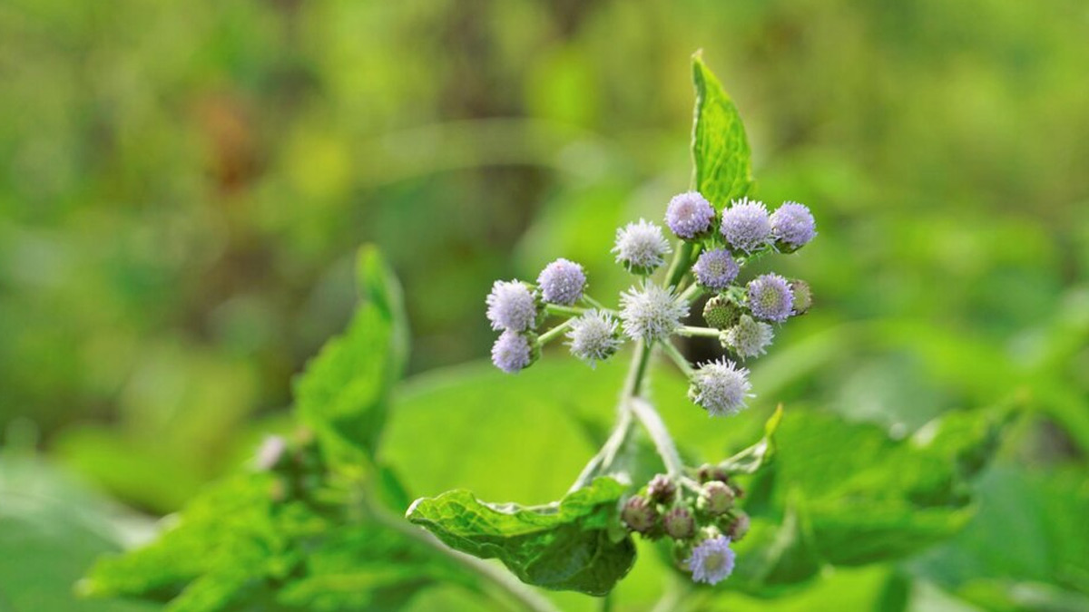 Sahadevi Plant Benefits For Migraine In Hindi