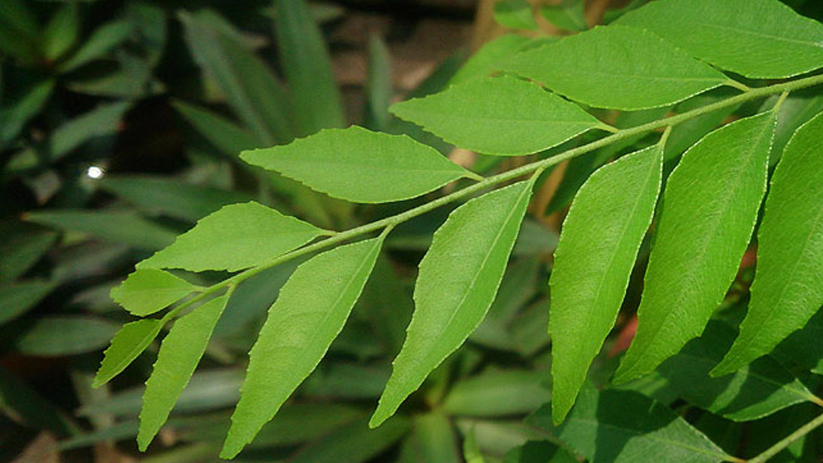 Incredible Curry Leaves Medicinal Uses - Nutrabay Magazine