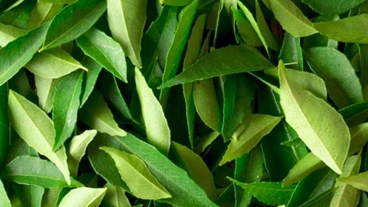 Pros And Cons Of Consuming Curry Leaves Daily