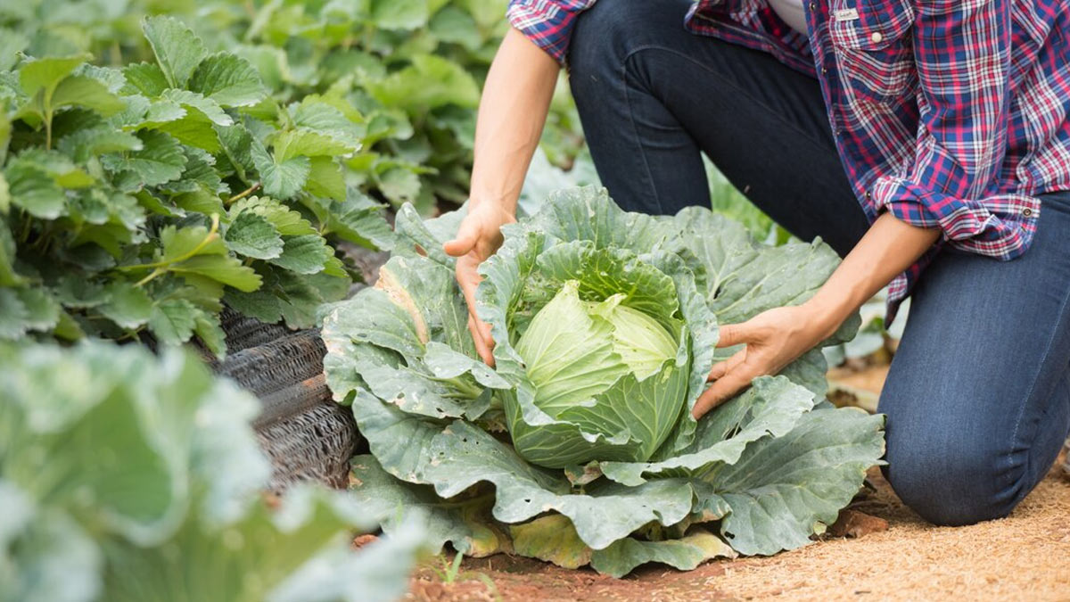 Here's Why You Should Never Eat Raw Cabbage OnlyMyHealth