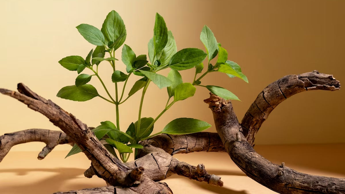 Health benefits of drinking Ashwagandha milk