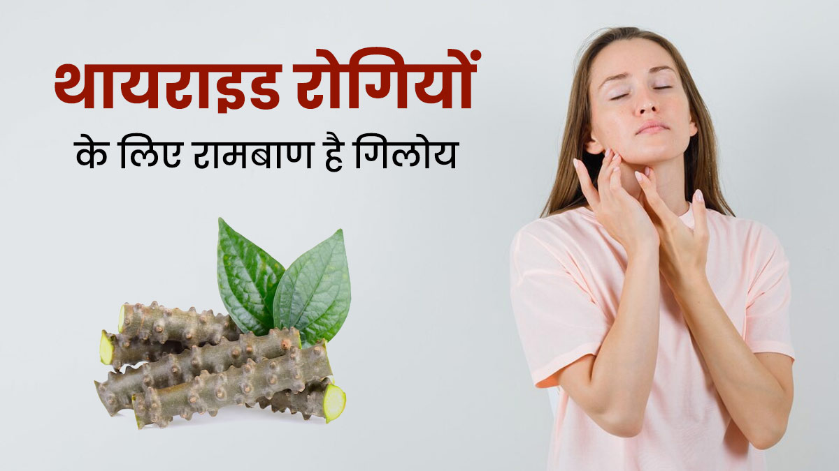 थायराइड से पीड़ित महिलाओं के लिए बहुत फायदेमंद गिलोय, थायराइड फंक्शन में सुधार के लिए ऐसे करें प्रयोग