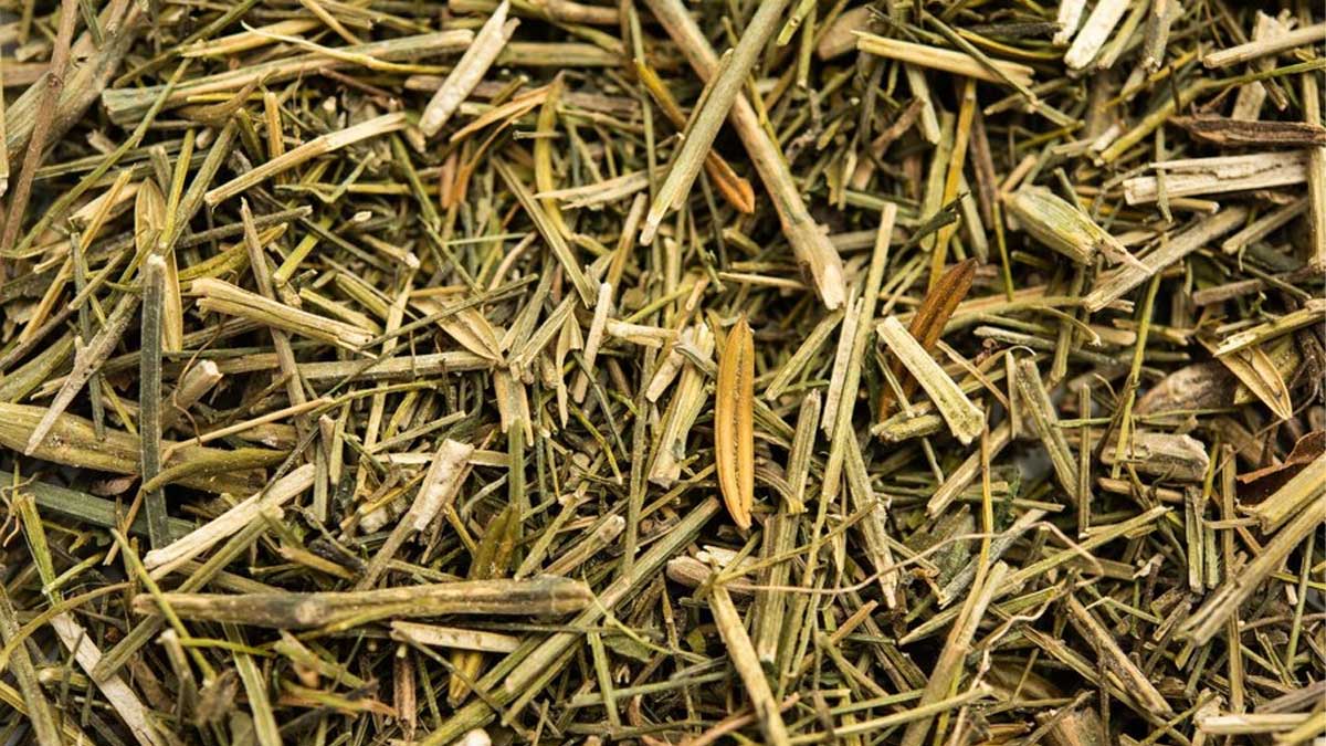 Swertia Chirata Health Benefits