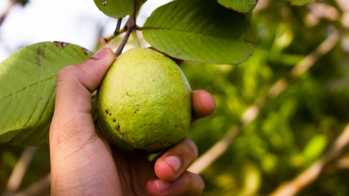 Guava