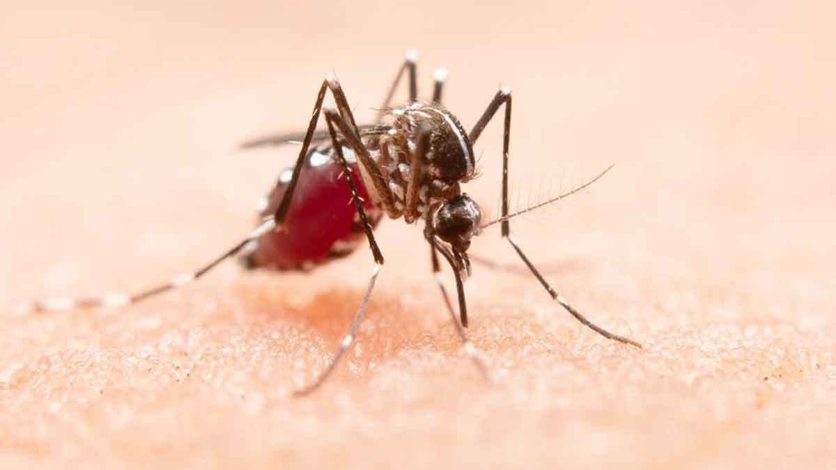 Dengue Causes Cardiac Complications