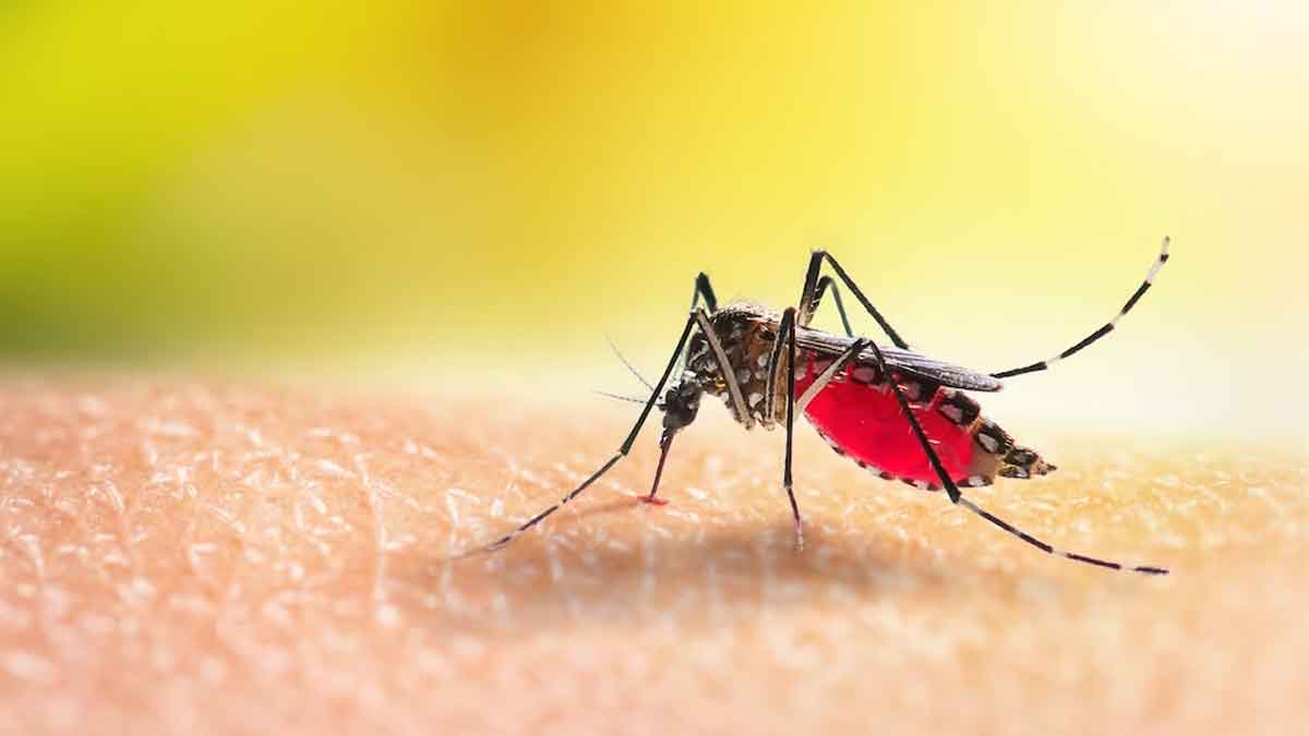 Dengue Causes Cardiac Complications