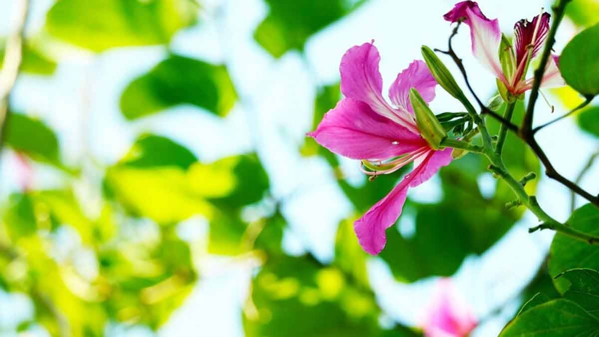 kachnar benefits for women health