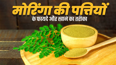 सेहत के लिए वरदान हैं मोरिंगा के पत्ते, जानें डाइट में शामिल करने का तरीका और फायदे