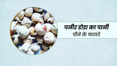 पनीर डोडा (पनीर के फूल) का पानी पीने से सेहत को मिलेंगे ये 5 फायदे