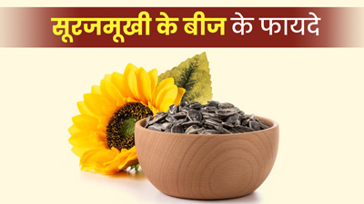 सूरजमुखी के बीजों का सेवन करने से सेहत को मिलेंगे ये 5 जबरदस्त फायदे 