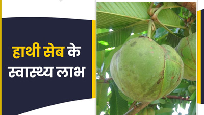 क्या आपने हाथी सेब (एलिफेंट एप्पल) के बारे में सुना है? जानें इसे खाने के 5 जबरदस्त फायदे