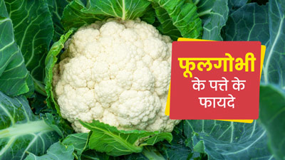 फेंकने के बजाय डाइट में शामिल करें फूलगोभी के पत्ते, मिलेंगे 5 जबरदस्त फायदे