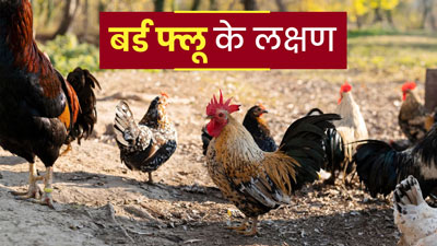 इंसानों में बर्ड फ्लू को लेकर WHO की चेतावनी, कोरोना से भी ज्यादा तबाही मचा सकती है ये बीमारी