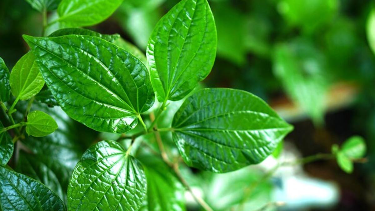 Betel Leaf Benefits For Heart