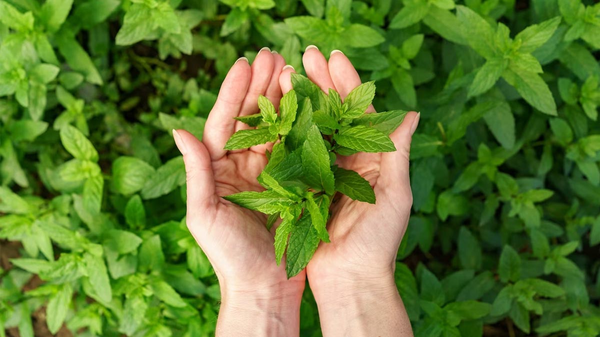 Herbs to reduce high cholesterol levels अदरक