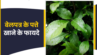 Mahashivratri 2023: बेलपत्र खाने से शरीर को मिलेंगे ये 5 जबरदस्त फायदे, जानें सेवन का तरीका