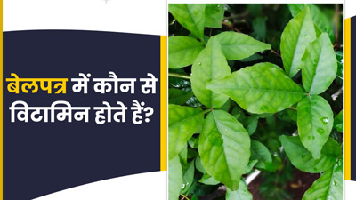 बेलपत्र में कौन से विटामिन होते हैं? जानें इसके पोषक तत्व और फायदे
