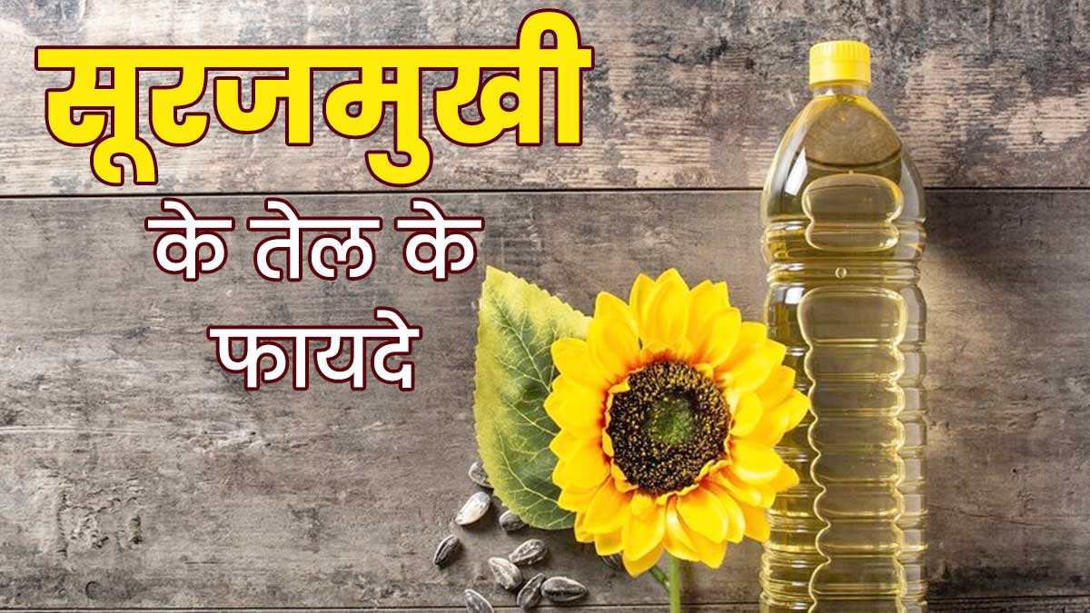 Sunflower Oil Benefits: सूरजमुखी का तेल इस्तेमाल करने से सेहत को मिलते हैं ये 5 फायदे