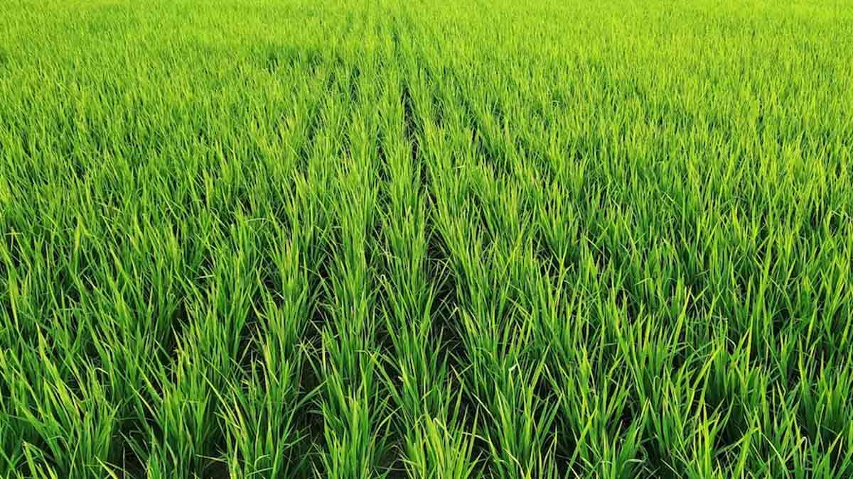 wheatgrass