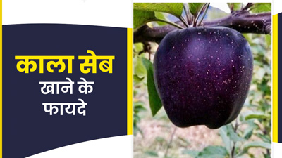 काला सेब खाने से सेहत को मिलते हैं ये 5 फायदे 