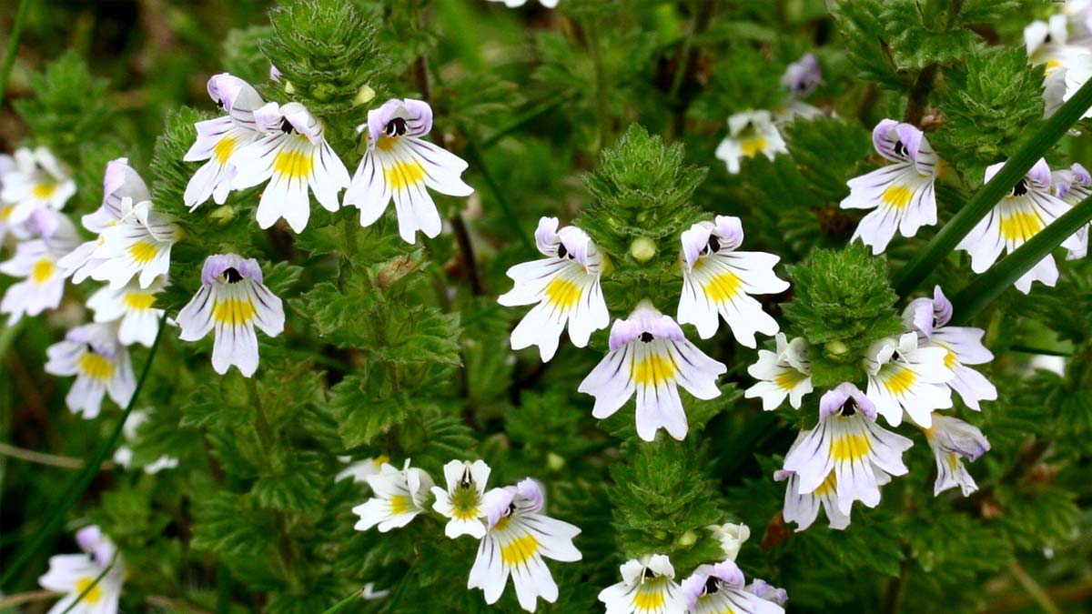 bala ayurvedic herb for nerve pain