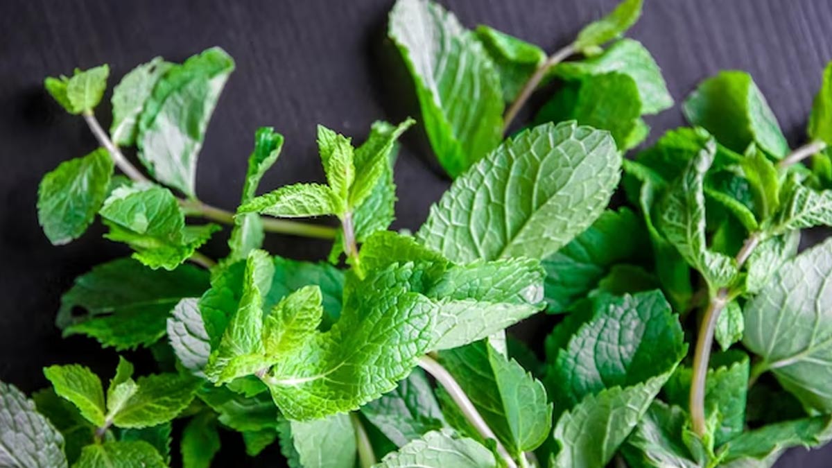 peppermint leaves for itchy scalp