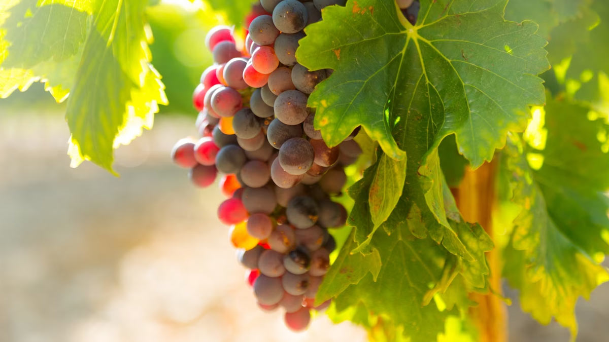 red grapes