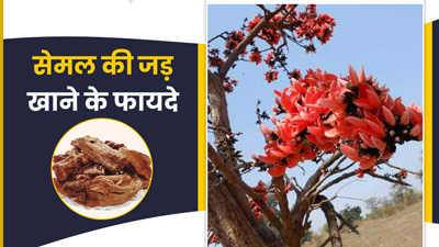 Semal Root: सेमल की जड़ का इस्तेमाल करने से दूर हो सकती हैं ये 4 समस्याएं