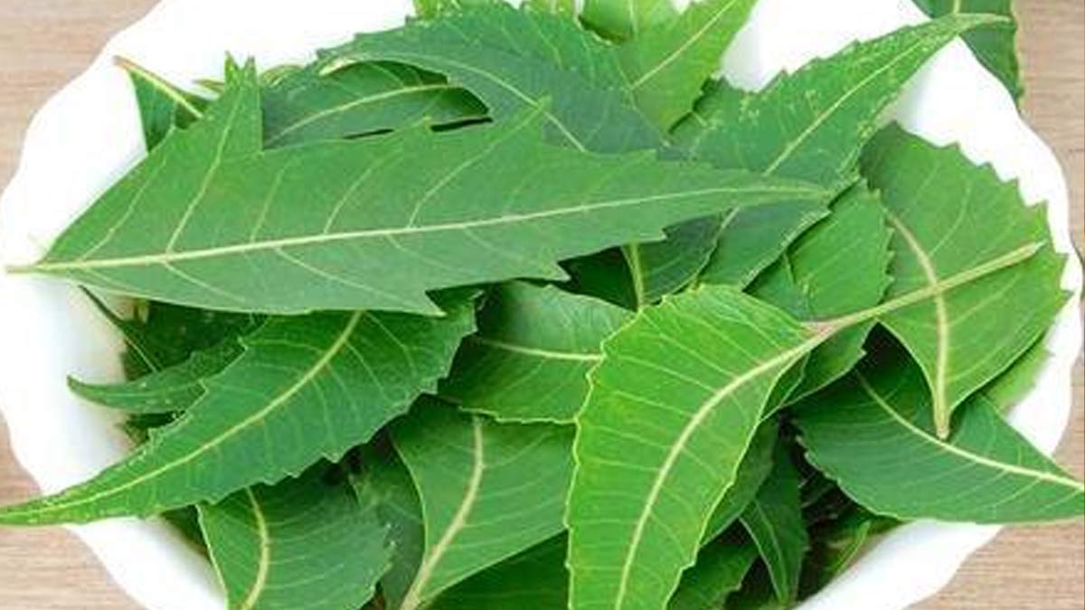 neem for fungal infection