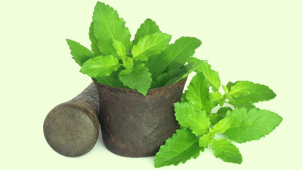 Side Effects of Tulsi in Hindi