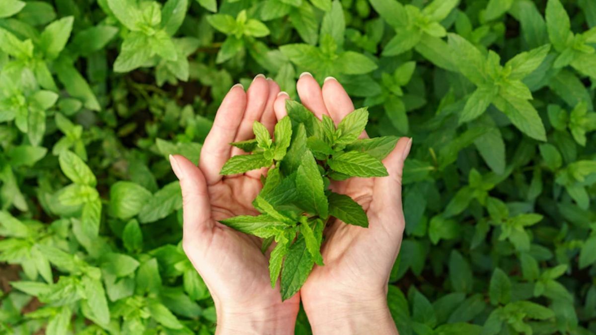 Tulsi Leaves Benefits